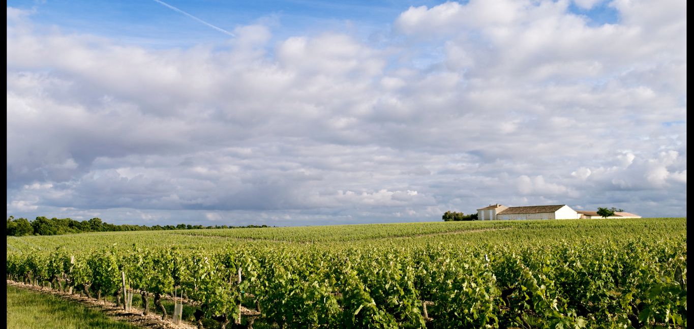 vue du château Mazails au milieu de ses vignes 